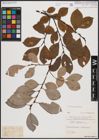 Foto von Salix caprea L.